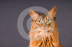 Somali cat portrait
