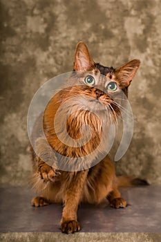 Somali cat portrait