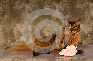 Somali cat portrait