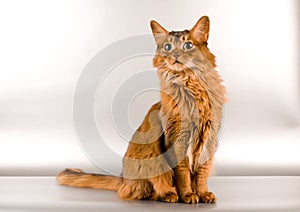 Somali cat portrait