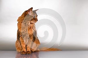 Somali cat portrait