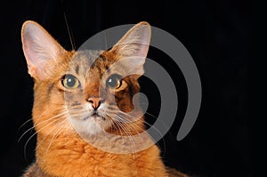 Somali cat portrait on dark background