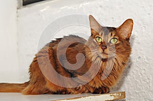 Somali cat portrait