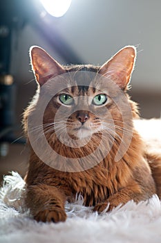 Somali cat ruddy color portrait