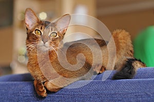 Somali cat ruddy color portrait on blue sofa