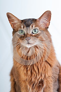 Somali cat ruddy color portrait