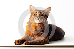 Somali cat ruddy color on white background