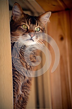 Somali cat seating in a window