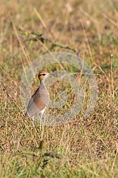 Somali courser wader bird