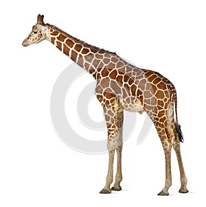 Somali Giraffe