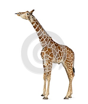 Somali Giraffe