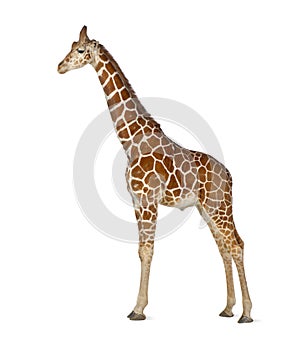 Somali Giraffe photo