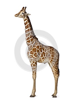 Somali Giraffe