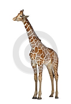 Somali Giraffe