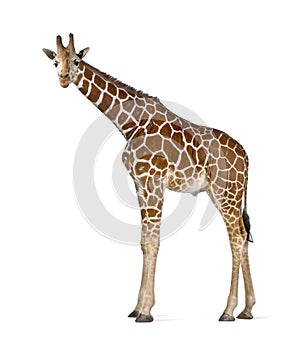 Somali Giraffe