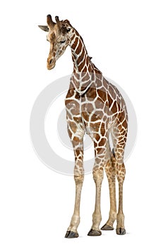 Somali Giraffe photo