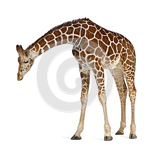 Somali Giraffe