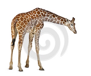 Somali Giraffe photo
