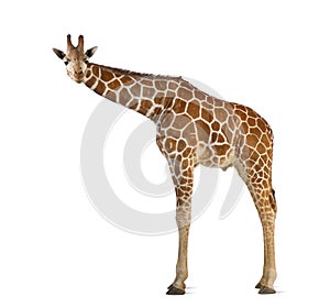 Somali Giraffe photo