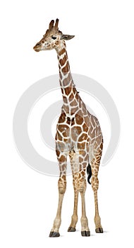 Somali Giraffe