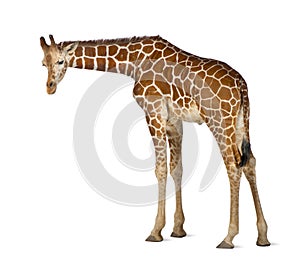 Somali Giraffe