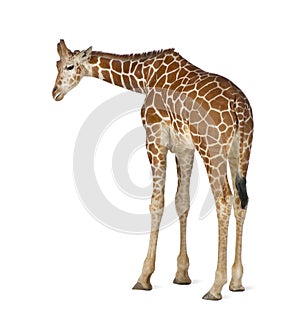 Somali Giraffe