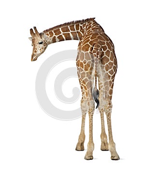 Somali Giraffe