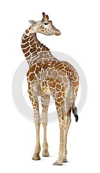 Somali Giraffe