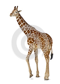 Somali Giraffe