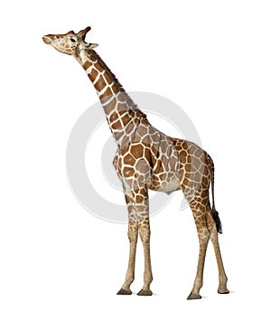 Somali Giraffe