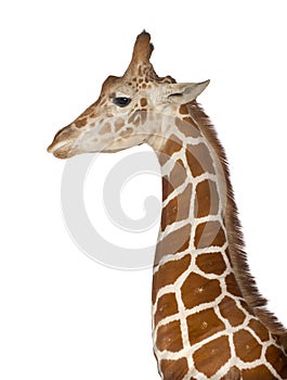 Somali Giraffe