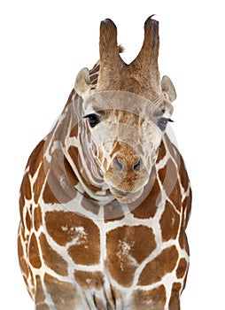 Somali Giraffe