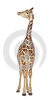 Somali Giraffe