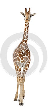 Somali Giraffe