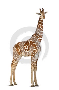 Somali Giraffe photo