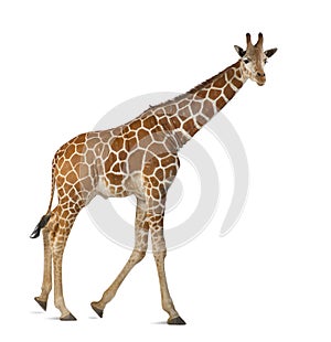 Somali Giraffe