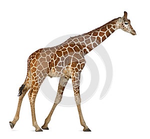 Somali Giraffe