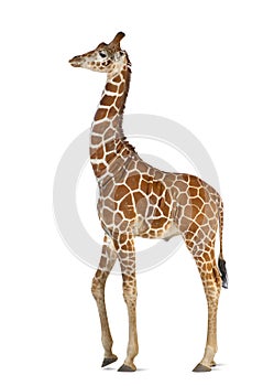 Somali Giraffe photo