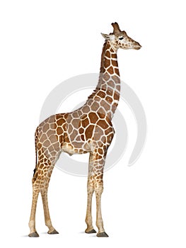 Somali Giraffe photo