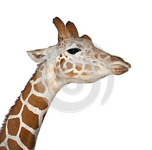 Somali Giraffe