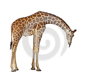 Somali Giraffe, commonly known as Reticulated Giraffe, Giraffa c photo