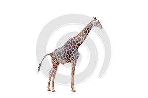 Somali Giraffe, commonly known as Reticulated Giraffe, Giraffa camelopardalis reticulata
