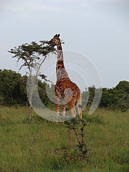 Somali giraffe eating