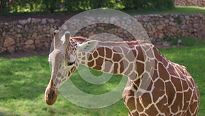 Somali giraffe eating grass in the zoo