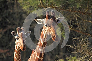 Somali giraffes