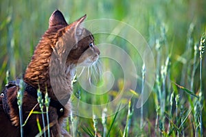 Somali kitten