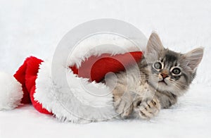 Somali kitten in Santa hat