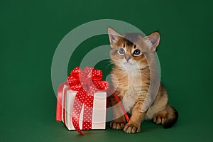 Somali kitten sitting near a present box on green background