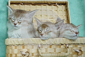 Somali kittens asleep in a basket