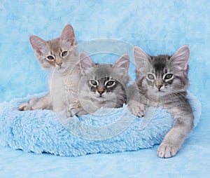 Somali kittens in a blue bed